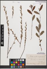 Foto von Salix aurita L. x Salix purpurea L.